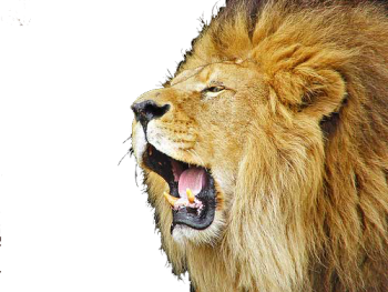 Roaring Lion Image Download For Free