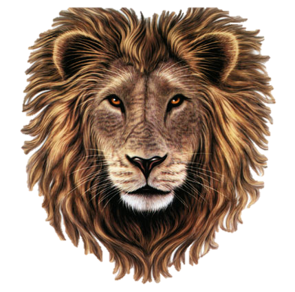 Lion Head Clip Art Transparent PNG Wallpaper - Download hd wallpapers