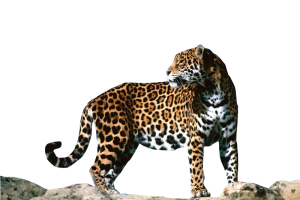Jaguar PNG Clipart HD Wallpaper Download For Android Mobile Wallpapers HD For I Phone Six Free Download