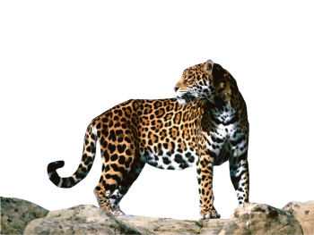 Jaguar PNG Clipart HD Wallpaper Download For Android Mobile Wallpapers HD For I Phone Six Free Download