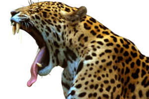 Jaguar Open Mouth PNG image HD Wallpaper Download For Android Mobile Wallpapers HD For I Phone Six Free Download