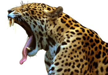 Jaguar Open Mouth PNG image HD Wallpaper Download For Android Mobile Wallpapers HD For I Phone Six Free Download