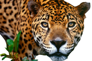 Jaguar Face HD PNG image HD Wallpaper Download For Android Mobile Wallpapers HD For I Phone Six Free Download