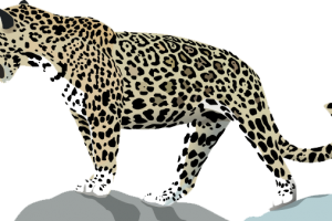 Jaguar  On Hill Transparent image HD Wallpaper Download For Android Mobile Wallpapers HD For I Phone Six Free Download