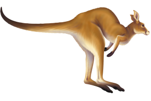 Kangaroo Painting PNG image HD Wallpaper Download For Android Mobile Wallpapers HD For I Phone Six Free Download