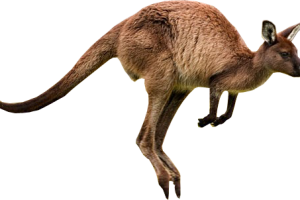 Kangaroo PNG 3D Image HD Wallpaper Download For Android Mobile Wallpapers HD For I Phone Six Free Download
