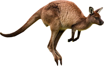 Kangaroo PNG 3D Image HD Wallpaper Download For Android Mobile Wallpapers HD For I Phone Six Free Download