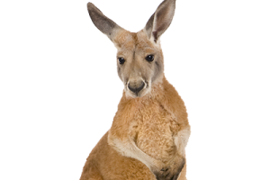 Kangaroo Transparent PNG image HD Wallpaper Download For Android Mobile Wallpapers HD For I Phone Six Free Download