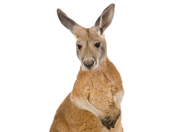 Kangaroo Transparent PNG image HD Wallpaper Download For Android Mobile Wallpapers HD For I Phone Six Free Download
