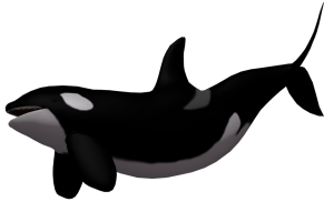 Killer Big  Whale PNG image HD Wallpaper Download For Android Mobile Wallpapers HD For I Phone Six Free Download
