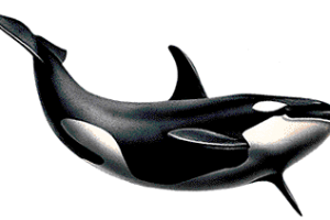 Killer Whale Swimming PNG Image HD Wallpaper Download For Android Mobile Wallpapers HD For I Phone Six Free Download