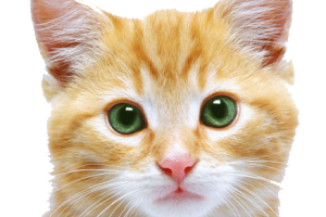 Cute Kitten  Face PNG image HD Wallpaper Download For Android Mobile Wallpapers HD For I Phone Six Free Download