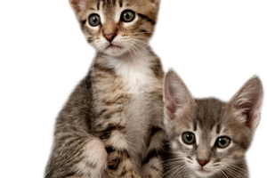 Two Cute Kittens PNG Image HD Wallpaper Download For Android Mobile Wallpapers HD For I Phone Six Free Download