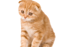 Kitten Playing  PNG image HD Wallpaper Download For Android Mobile Wallpapers HD For I Phone Six Free Download