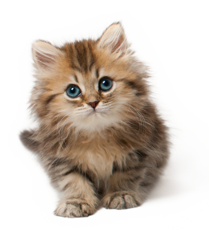 Cute  Little  Kitten Face PNG image HD Wallpaper Download For Android Mobile Wallpapers HD For I Phone Six Free Download