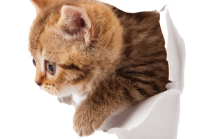 Cute Kitten  PNG image HD Wallpaper Download For Android Mobile Wallpapers HD For I Phone Six Free Download