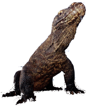Komodo Dragon Transparent PNG image HD Wallpaper Download For Android Mobile Wallpapers HD For I Phone Six Free Download