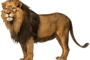 Standing Lion PNG image HD Wallpaper Download For Android Mobile Wallpapers HD For I Phone Six Free Download