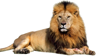 Relax Lion  PNG image HD Wallpaper Download For Android Mobile Wallpapers HD For I Phone Six Free Download