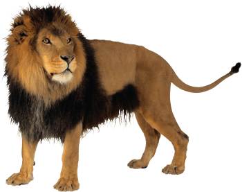 Lion 3D PNG image HD Wallpaper Download For Android Mobile Wallpapers HD For I Phone Six Free Download