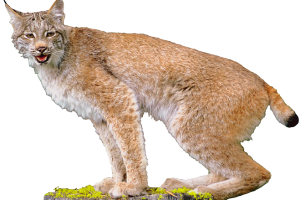 Lynx HD Wallpaper Download For Android Mobile Wallpapers HD For I Phone Six Free Download