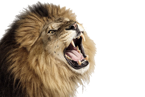Roaring Lion PNG HD image HD Wallpaper Download For Android Mobile Wallpapers HD For I Phone Six Free Download