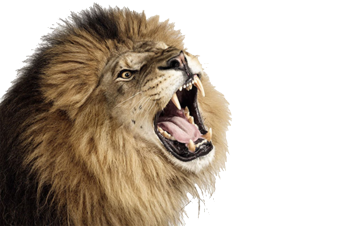 Roaring Lion Photo PNG | 3D HD Wallpaper | HD Wallpaper Download For Android Mobile
