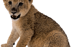 Cute Small Lion PNG Image