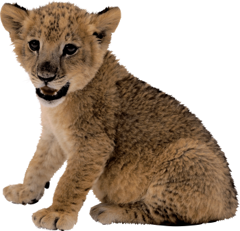 Cute Small Lion PNG Image
