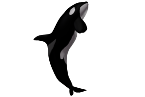 Killer Whale Transparent PNG Image Dwonload | 3D HD Wallpaper | HD Wallpaper Download For Android Mobile