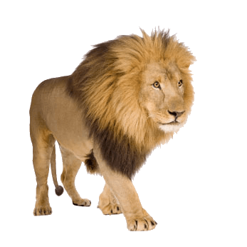 Lion PNG Image Download | 3D HD Wallpaper | HD Wallpaper Download For Android Mobile
