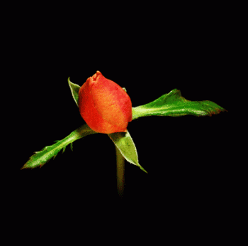 Animated Orange Red Rose Blooming Gif