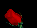 Animated Red Cool Rose Gif Image Idea