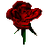 Animated Red Rose Gif Cool Nice