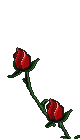 Animated Red Rose Gif Cool Super