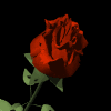 Animated Red Rose Gif Cool