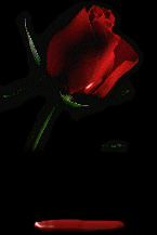 Animated Red Rose Gif Hot