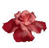 Animated Red Rose Gif Love
