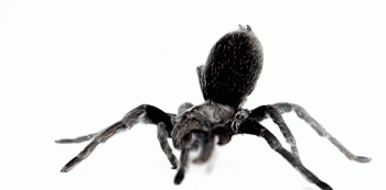 Animated Spider Gif