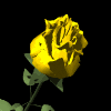 Animated Yellow Rose Gif