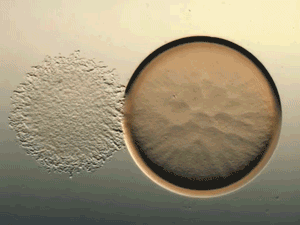 Bacteria Attacking Cell Animated Gif