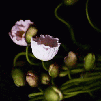Beautiful Flowers Hipster Blooming Animated Gif