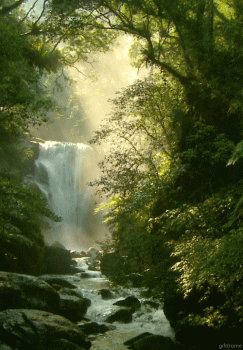 Beautiful Forest Waterfall Rocks Nature Animated Gif