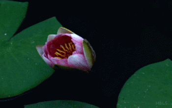 Beautiful Lily Flower Animated Gif Epic