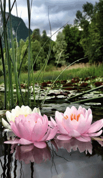 Beautiful Lily Flower Animated Gif Hot