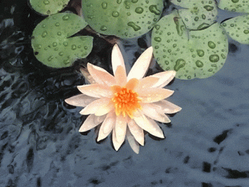 Beautiful Lily Flower Animated Gif Image Idea