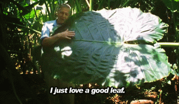 Biologist Loves His Giant Plant Funny Animated Gif