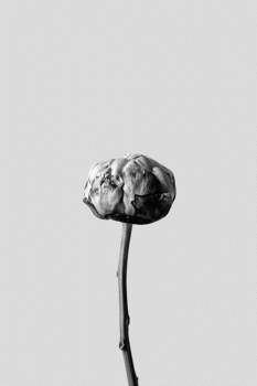 Black White Blooming Peony Hipster Indie Grunge Animated Gif