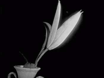 Black White Liliy Flower Blooming Vintage Film Animated Gif