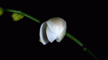 Blooming Orchid Gif